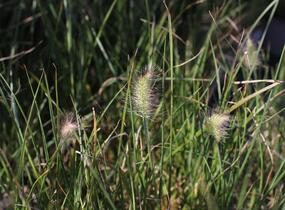 Dochan psárkovitý 'Little Bunny' - Pennisetum alopecuroides 'Little Bunny'