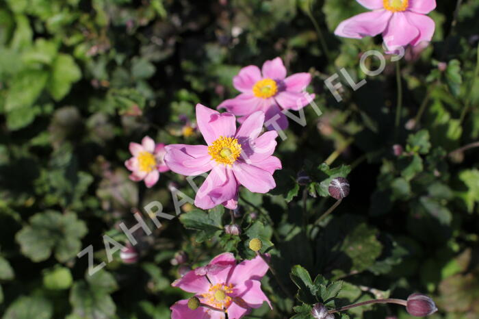 Sasanka hupejská 'Alando Pink' - Anemone hupehensis 'Alando Pink'