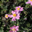 Sasanka hupejská 'Alando Pink' - Anemone hupehensis 'Alando Pink'