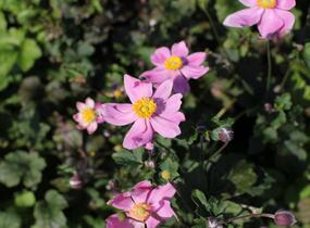 Sasanka hupejská 'Alando Pink' - Anemone hupehensis 'Alando Pink'