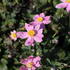 sasanka-japonska-alando-pink.jpg