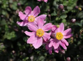 Sasanka hupejská 'Alando Pink' - Anemone hupehensis 'Alando Pink'