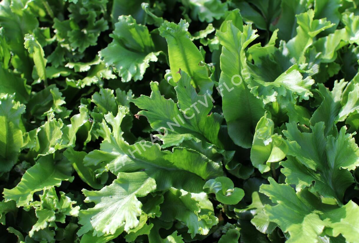 Jelení jazyk 'Furcata' - Phyllitis scolopendrium 'Furcata'