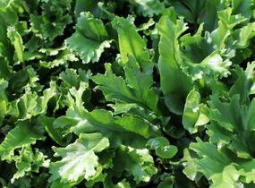Jelení jazyk 'Furcata' - Phyllitis scolopendrium 'Furcata'