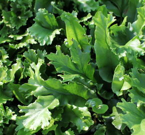 Jelení jazyk 'Furcata' - Phyllitis scolopendrium 'Furcata'