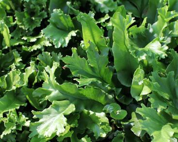 Jelení jazyk 'Furcata'