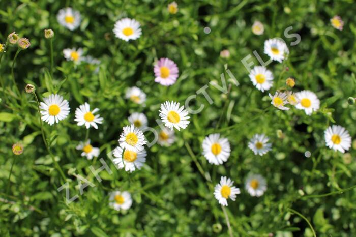 Turan Karvinského 'Blütenmeer' - Erigeron karvinskianum 'Blütenmeer'