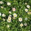 Turan Karvinského 'Blütenmeer' - Erigeron karvinskianum 'Blütenmeer'