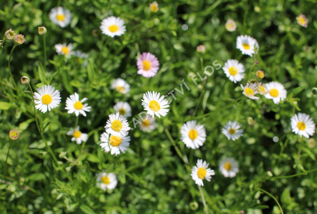 Turan Karvinského 'Blütenmeer' - Erigeron karvinskianum 'Blütenmeer'