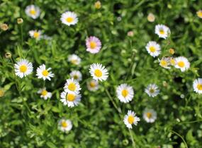 Turan Karvinského 'Blütenmeer' - Erigeron karvinskianum 'Blütenmeer'
