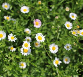 Turan Karvinského 'Blütenmeer' - Erigeron karvinskianum 'Blütenmeer'