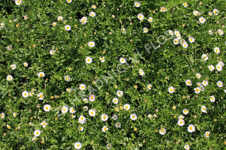 Turan Karvinského 'Blütenmeer' - Erigeron karvinskianum 'Blütenmeer'