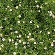 Turan Karvinského 'Blütenmeer' - Erigeron karvinskianum 'Blütenmeer'