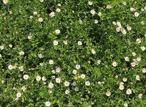 Turan Karvinského 'Blütenmeer' - Erigeron karvinskianum 'Blütenmeer'