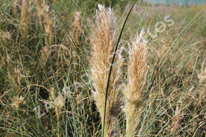 Pampová tráva 'Pumila' - Cortaderia selloana 'Pumila'