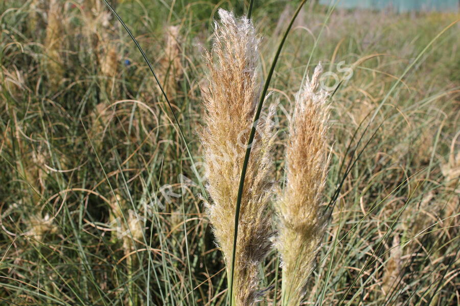 Pampová tráva 'Pumila' - Cortaderia selloana 'Pumila'