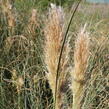 Pampová tráva 'Pumila' - Cortaderia selloana 'Pumila'