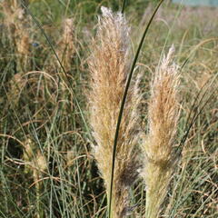 Pampová tráva 'Pumila' - Cortaderia selloana 'Pumila'