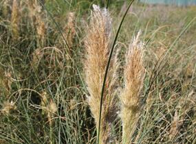 Pampová tráva 'Pumila' - Cortaderia selloana 'Pumila'