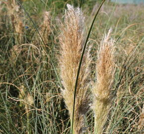 Pampová tráva 'Pumila' - Cortaderia selloana 'Pumila'