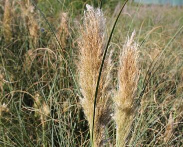 Pampová tráva 'Pumila'