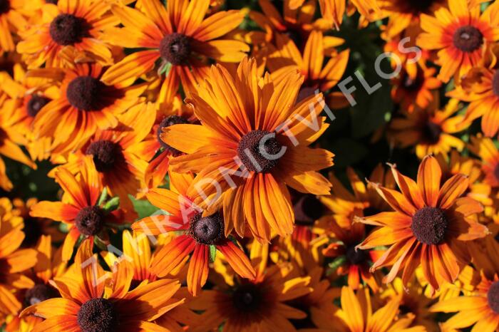 Třapatka 'Summerdaïsy's Orange Bicolor' - Rudbeckia hybrida 'Summerdaïsy's Orange Bicolor'