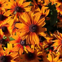 Třapatka 'Summerdaïsy's Orange Bicolor' - Rudbeckia hybrida 'Summerdaïsy's Orange Bicolor'