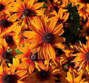 Třapatka 'Summerdaïsy's Orange Bicolor' - Rudbeckia hybrida 'Summerdaïsy's Orange Bicolor'