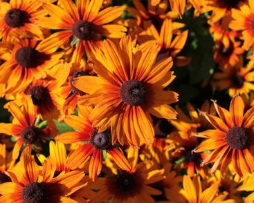 Třapatka 'Summerdaïsy's Orange Bicolor'