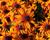 Třapatka 'Summerdaïsy's Orange Bicolor'