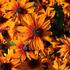 trapatka-summerdaisy-s-orange-bicolor.jpg