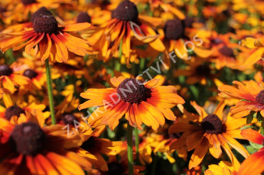 Třapatka 'Summerdaïsy's Orange Bicolor' - Rudbeckia hybrida 'Summerdaïsy's Orange Bicolor'