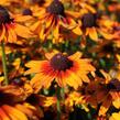 Třapatka 'Summerdaïsy's Orange Bicolor' - Rudbeckia hybrida 'Summerdaïsy's Orange Bicolor'