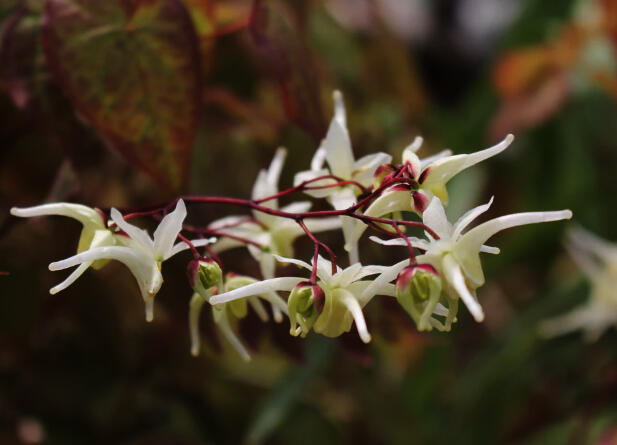 Škornice velkokvětá 'White Queen' - Epimedium grandiflorum 'White Queen'