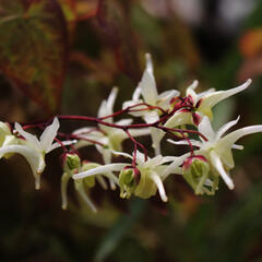 Škornice velkokvětá 'White Queen' - Epimedium grandiflorum 'White Queen'