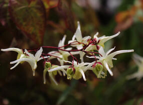 Škornice velkokvětá 'White Queen' - Epimedium grandiflorum 'White Queen'