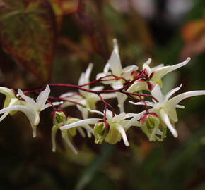 Škornice velkokvětá 'White Queen' - Epimedium grandiflorum 'White Queen'