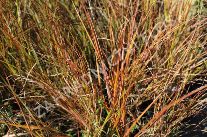 Kavyl - Stipa arundinacea (Anemanthele lessoniana)