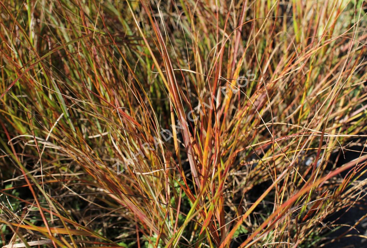 Kavyl - Stipa arundinacea (Anemanthele lessoniana)
