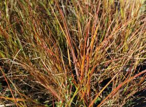 Kavyl - Stipa arundinacea (Anemanthele lessoniana)