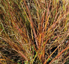 Kavyl - Stipa arundinacea (Anemanthele lessoniana)