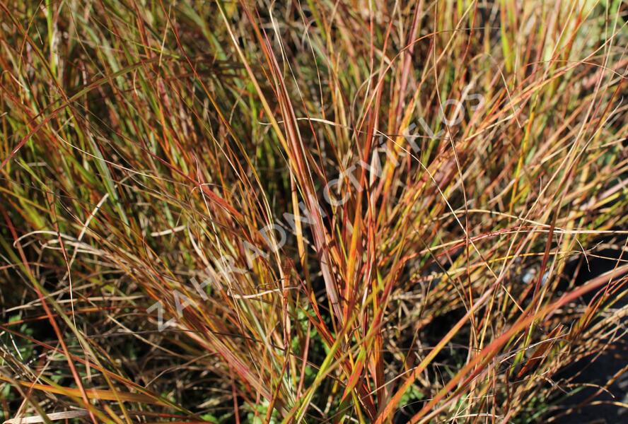 Kavyl - Stipa arundinacea (Anemanthele lessoniana)