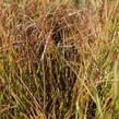 Kavyl - Stipa arundinacea (Anemanthele lessoniana)