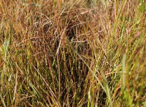 Kavyl - Stipa arundinacea (Anemanthele lessoniana)