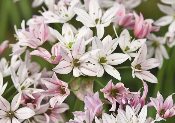 Česnek 'Cameleon' - Allium 'Cameleon'