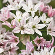 Česnek 'Cameleon' - Allium 'Cameleon'