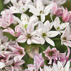 Česnek 'Cameleon' - Allium 'Cameleon'