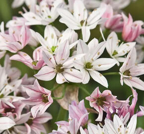 Okrasný česnek 'Cameleon' - Allium 'Cameleon'