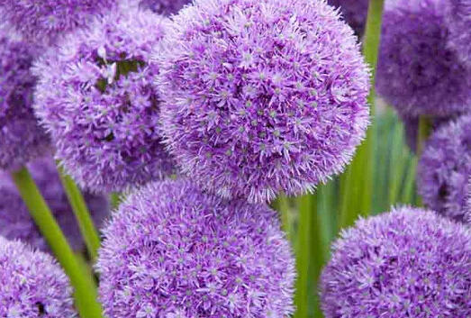 Okrasný česnek 'His Excellency' - Allium 'His Excellency'