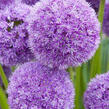 Česnek 'His Excellency' - Allium 'His Excellency'